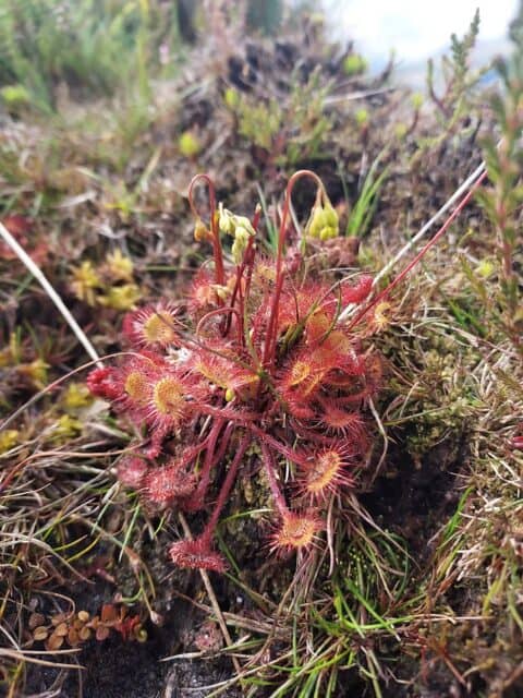 Dalwhinnie, Scotland peatland survey. Round-leaved sundew (Drosera rotundifolia).