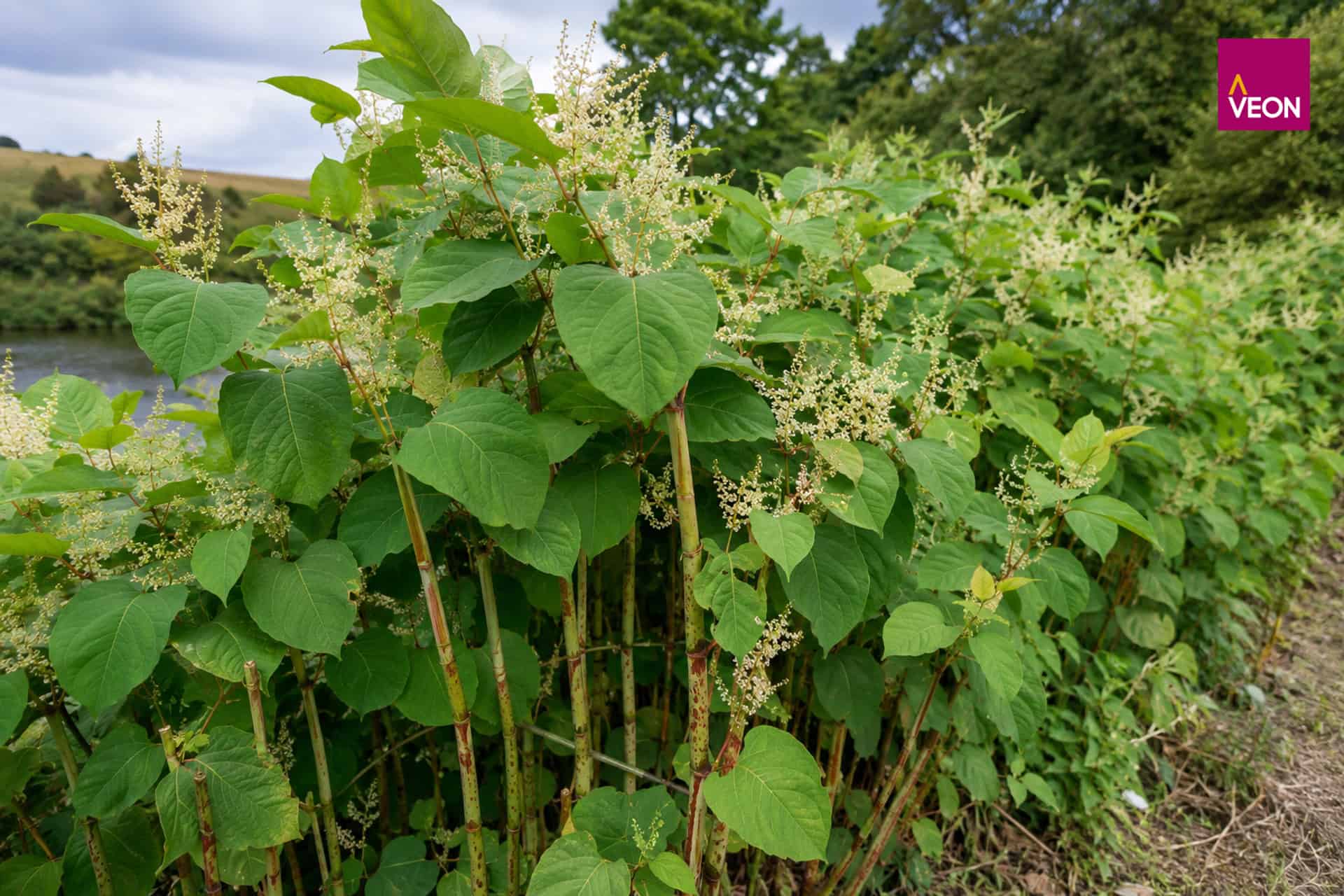 Veon Scotland Invasive Species Japanese Knotweed