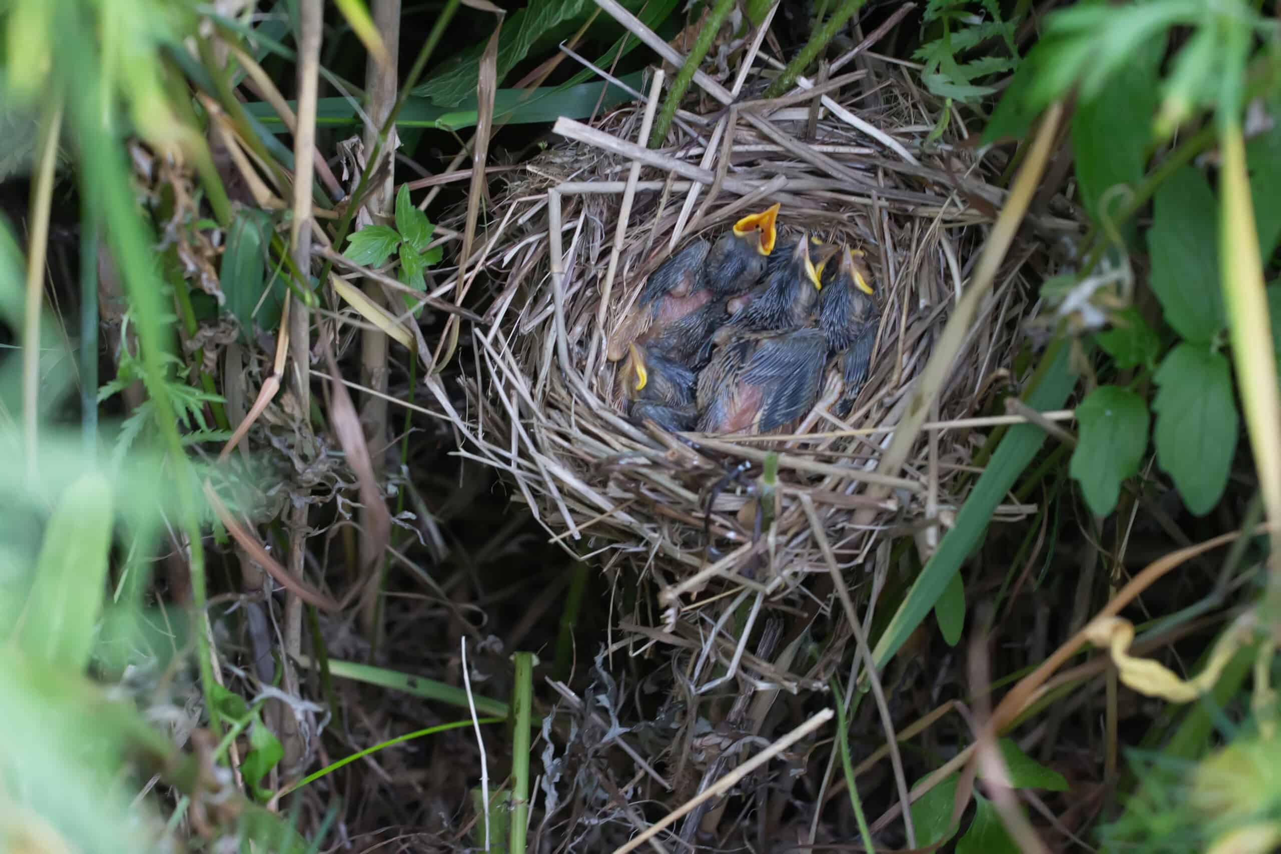 Veon Ecology Scotland - August Is Still Nesting Season