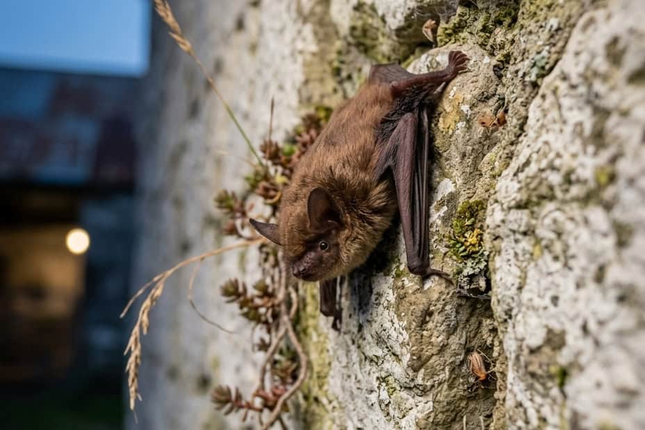 Veon Ecology Scotland Bat Surveys
